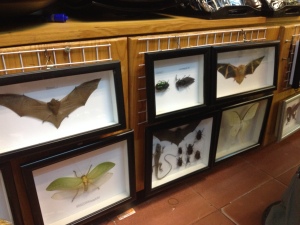 Mounted bats in the tourist markets of Ho Chi Minh City (photo Ben Lee)