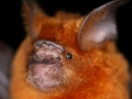 Hipposideros larvatus Km 123 cave