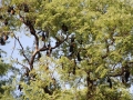 Flying_Fox_Colony_Shwe_Saydi_Pagoda_web