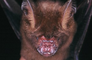 Hipposideros armiger (Photo T. Kingston)