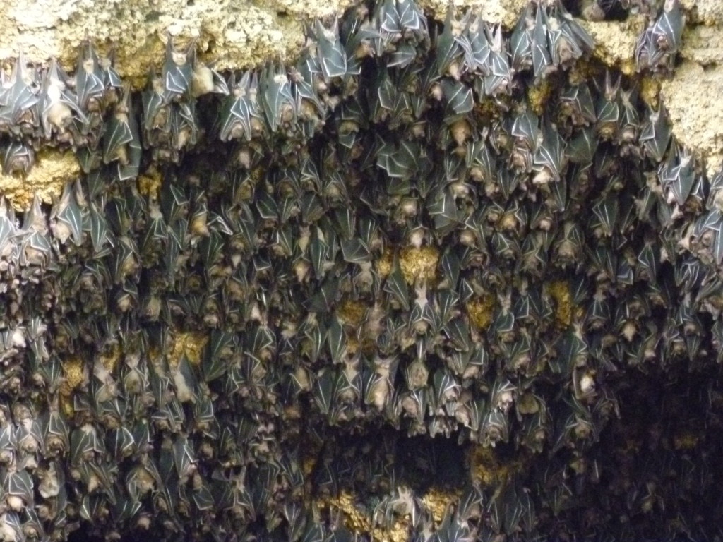 One, two, lots! Rousettus amplexicaudatus at Monfort Cave