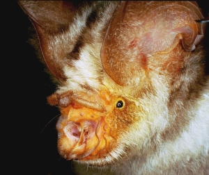 Personally, I'd rather not be bitten by Hipposideros diadema (photo Tigga Kingston)